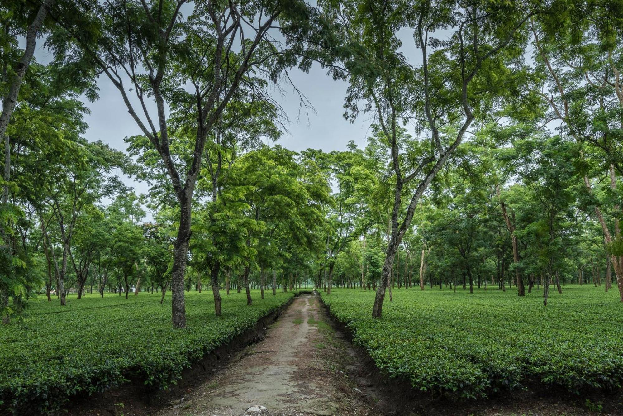 Hotel Tusker Tea County Chālsa Exteriér fotografie