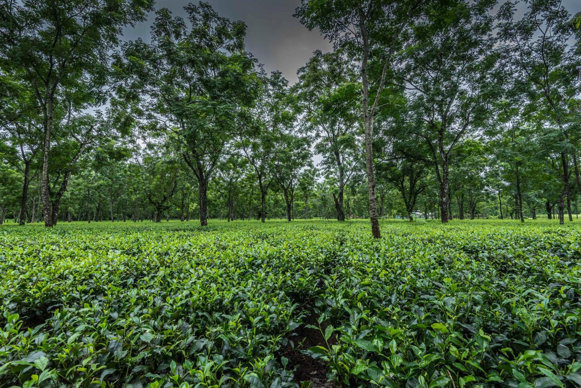 Hotel Tusker Tea County Chālsa Exteriér fotografie